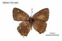 藏品(渡氏烏灰蝶)的圖片